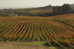 cali_sonoma_1110_108.jpg
