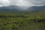 alaska_denali_july10_047.jpg