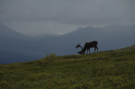 alaska_denali_july10_060.jpg