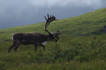 Denali