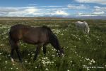SCT_Argentina_095_Calafate.jpg