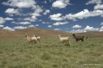 SCT_Bolivia_015_SaltFlats.jpg