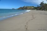 SCT_NZ_020_Whananaki.jpg